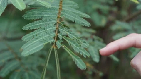 A hand gently touching a sensitive plant closing its leaves in the jungle Vidéo 345032204