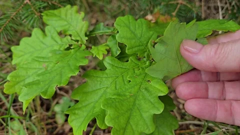 Hand gently touching small oak sprout leaves on forest floor Stock Footage 344058408