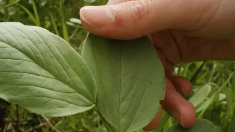 Hand gently touching a soft green leaf in a field in the countryside, France Stock Footage 289744045