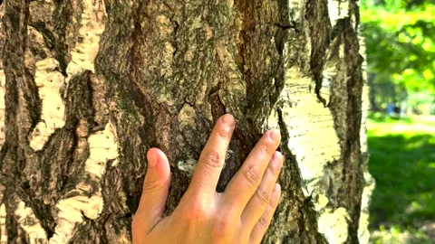 Hand gently touching the trunk of a birch tree Stock Footage 317288520
