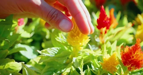 Hand Gently Touching Vibrant Flowers in a Garden Stock Footage 323781480