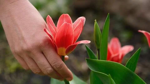 A hand gently touching a vibrant red tulip in a spring garden. Close up. Stock Photos