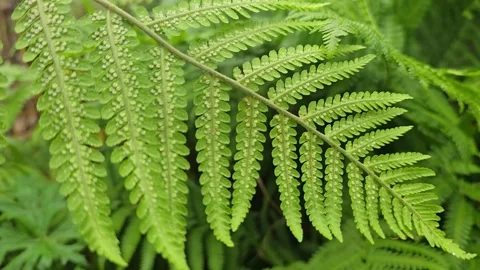 Hand gently turning fern leaf to reveal young sori 動画素材 346181654