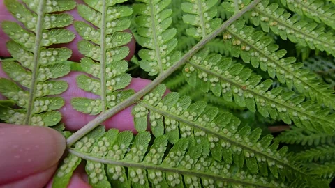 Hand gently turning fern leaf to reveal young sori Stock Footage 346181698