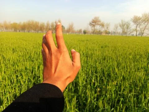 Hand gesture in fields Stock Photos