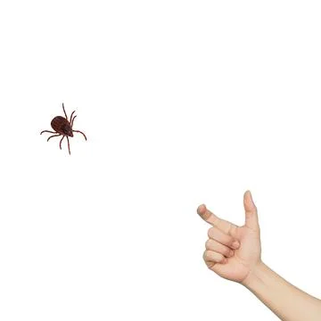 Hand Gesturing Small Size Comparison Next to Tick Insect Stock Photos