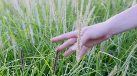 Hand girl stroking the grass Stock Footage 52667768