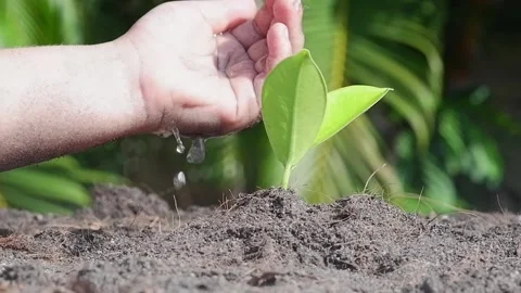 Hand give the water for ficus  Stock Footage 154336664