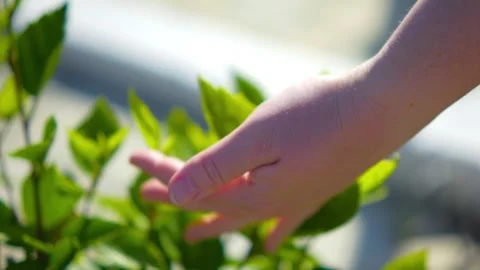 A hand glides gently over green leaves, capturing the serene beauty of natu.. Stock Footage 291586838