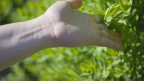 A hand glides gently over green leaves, capturing the serene beauty of natu.. Stock Footage 291588180