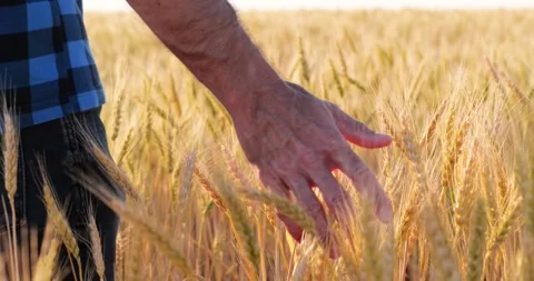Hand glides through golden wheat beneath evening sunlight. Symbolic close-up Stock Footage 346753584