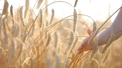 Hand Gliding Through Golden Wheat Field at Sunset Stock Footage 327202701