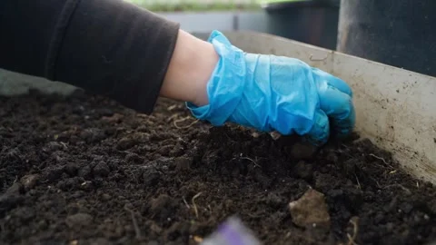 A hand in a glove is grinding the soil on a bed in a greenhouse, close-up Stock Footage 306270656