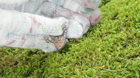Hand glove let free fire belly toad bombina red orange belly Stock Footage 22425358