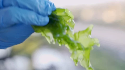 Hand with glove picks up algae for research in food engineering and biotech Vídeo Stock 112663676