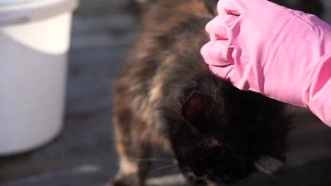 Hand in a glove stroking a cat Stock Footage 151037248
