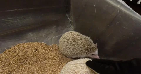 A hand in a glove is touching cute young sleeping pet hedgehogs in a box Video stock 255992465