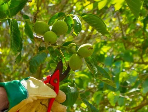 Hand with glove using shears Stock Photos