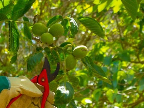 Hand with glove using shears Stock Photos