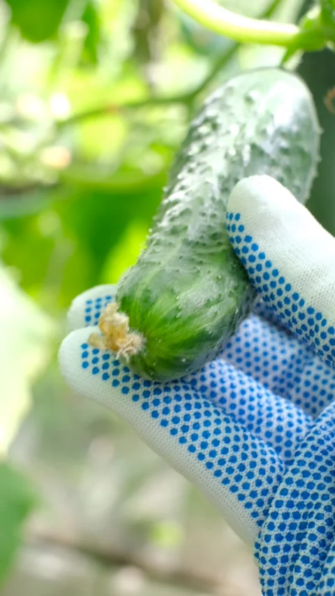 Hand in gloves checks cucumber growing in greenhouse close-up. Stock Footage 315543744