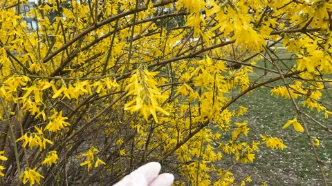 Hand in gloves touch blossom tree and bush,coronavirus concept, covid -19 concep Stock Footage 126853357
