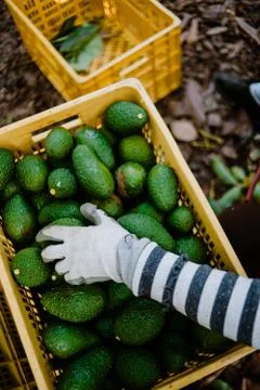 Hand with gloves working taking some avocados from a box Fotos de archivo