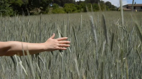 Hand Going Over Crops Stock Footage 51346940