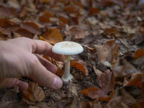 Hand is going to pick a death cap fungus (Amanita Phalloides) Stock Photos