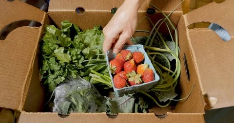 Hand going through a box of fresh organic, seasonal fruit and vegetables Video stock 109073071