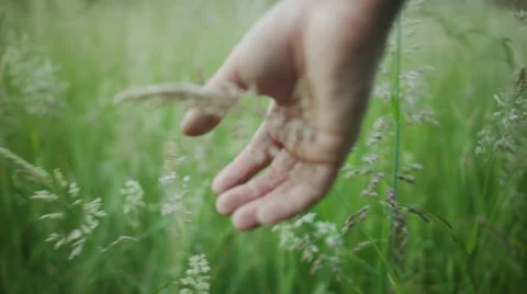 A hand going through a fresh green field of wheat Video stock 50574513