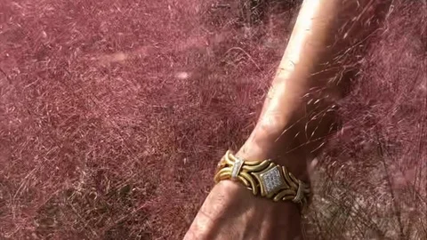 Hand going thru pink grass Stock Footage 101862335