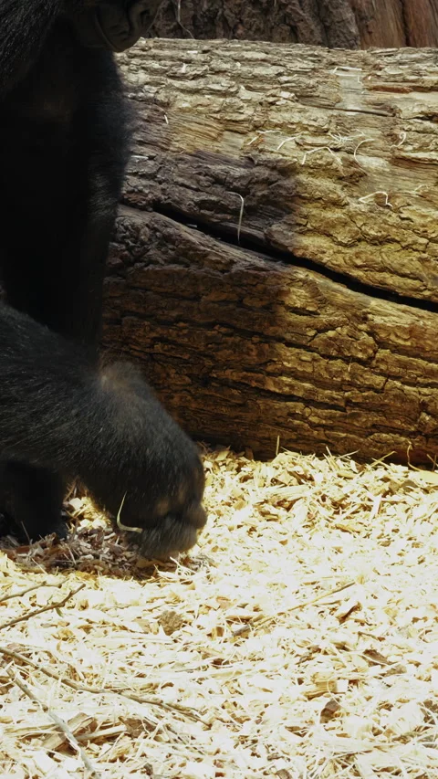 Hand Of A gorilla Digging In The Dirt Stock Footage 308656518