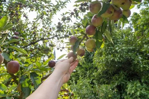 Hand grabbing for an apple on the tree Stock Photos