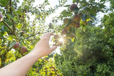 Hand grabbing for an apple on the tree Stock Photos