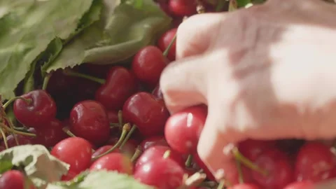 Hand Grabbing Cherries In The Basket Video stock 276193600