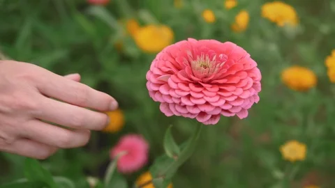 Hand Grabbing Flower Stock Footage 85571581