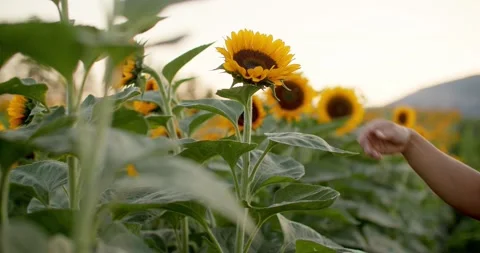 Hand grabbing large vibrant sunflower at sunset 库存影片 211451237