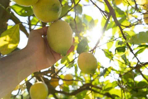 Hand grabbing a lemon from the tree and the sun appears between the leaves... Stock Photos