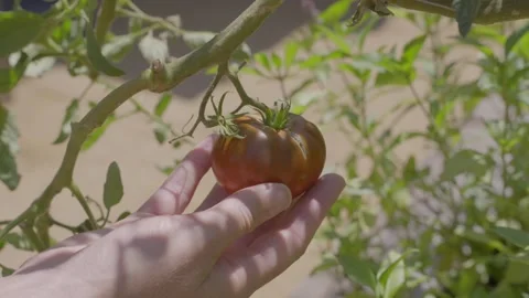 Hand grabs vine ripened organic tomato Stock Footage 346263460