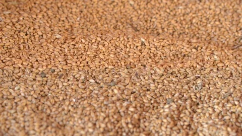 Hand in the grain Stock Footage 105513032
