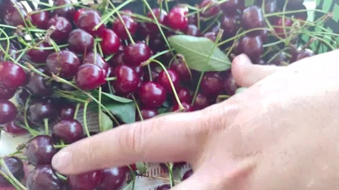 Hand grasps cherries Stock Footage 251613915