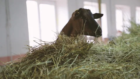 Hand with grass feed and give grass to goat. Feeding the goat. Farming concept Stock Footage 128600205