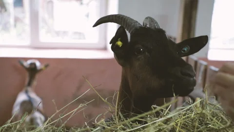 Hand with grass feed and give grass to goat. Feeding the goat. Farming concept Stock Footage 128600465