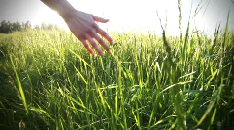 Hand Touching Grass Stock Video Footage for Free Download