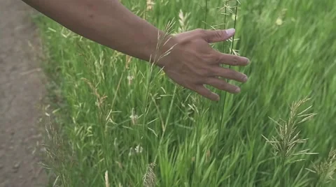 Hand On Grass Stock Footage 51706229