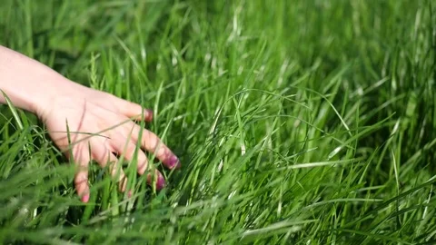 Hand in the grass Stock Footage