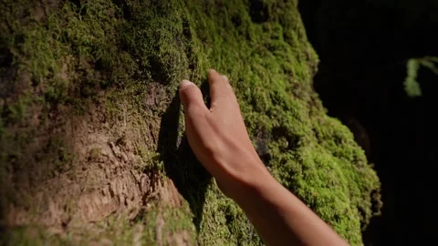 Hand grazing moss on tree in forest bathing ethnic diversity zen yoga meditation Video stock 246703182