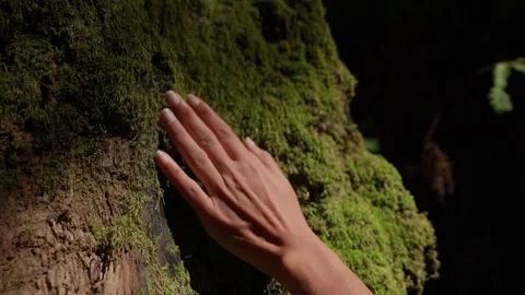 Hand grazing moss on tree in forest bathing ethnic diversity zen yoga meditation Stockbeeldmateriaal 246703186
