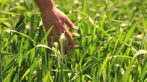Hand green wheat Stock Footage 52686947