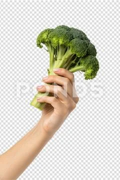 Hand gripping fresh green broccoli head, raw vegetable PSD Template